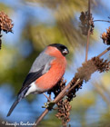 A finch usually located by its sad tones, the bullfinch is best looked for at woodland edges.  It has in the past been considered a pest in orchards as it favours eating buds off the trees.  But due to recent declines in numbers, this is no longer strictly the case.</br>  It's a mainly resident bird in its breeding range, with some of these birds moving a bit further south in the winter.  They are resident in the UK year round.  You will also find this bird in europe and the temperate regions of asia.