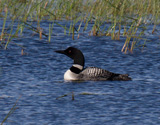 Also known as Northern Diver in Europe.