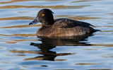 The Tufted duck is a year-round resident here in the UK, and in winter we're also home to many migrants from further north.  This diving duck has an estimated worldwide population of over a million birds, spread throughout much of eurasia.  This bird in the winter months can also be found on the east coast of North America. </br></br>  The only other similar bird is the Ring-necked duck in North America.