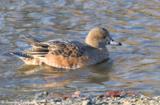 The American Wigeon is the american counter part to the Eurasian Wigeon, and a widespread breeder in much of North America.  It is a rare but regular vagrant to western Europe.  This bird groups in tremendous flocks outside of the breeding season, often seen in company with the American Coot.  You will typically find this bird in open wetlands grazing on plants.