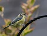 The Blue Tit is a popular garden visitor here in the UK, with vivid yellow, green and blue colors, making it easily recognized.  It's also usually the first to be attracted to feeders as they'll come readily to any nut feeder placed in a suitable spot.  In the winter they flock with other varieties of tits.  These do not migrate here in the UK, being here all year round.