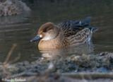 The Baikal Teal is a dabbling duck of Asia, overwintering in the eastern parts of Asia, such as Japan.  It has been suggested that it has no living relatives and should be placed in its own genus as its closest reltaives being the Garganey and the Northern Shoveler.  This duck is listed as vulnerable due to hunting and destruction of its wintering habitats, but it is suggested that its making a good comeback.