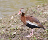 Description to come soon!