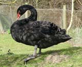 Description to come soon!