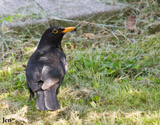 The blackbird male lives up to its name, however females are a streaked or spotted brown.  The males have a bright orange-yellow beak and eye-ring.  The blackbird is one of the most common of UK birds and its mellow song is a favorite. -rspb