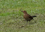The blackbird male lives up to its name, however females are a streaked or spotted brown.  The males have a bright orange-yellow beak and eye-ring.  The blackbird is one of the most common of UK birds and its mellow song is a favorite. -rspb