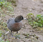 Description to come soon!