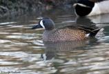 The Blue winged Teal is a small dabbling duck, where its placement is no means a certainty.  The coloring is remarkably similar to the Australasian Shoveler, but genetic testing shows that its nearly identical to that of the Cinnamon Teal.  Occasional visitors come to the British Isles, distinct from the local Eurasian Teals and Garganey by their yellow legs and distinct white facial marking.
