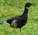 Description to come soon!