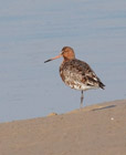Adults of black-tailed godwits have a red neck, breast and belly during the breeding season, which turns to an off white in the winter seasons.  The back remains a mottled grey all year round.  Bills are very long with a very slight upward curve, pink at the base and black at the tip. <br/><br/> Interesting fact about this bird in the UK is that even though you can see these birds year-round here, they’re not the same birds.  In fact our resident breeders leave our shores in the fall and we get an influx of the larger Icelandic black-tailed godwits visiting here. <br/><br/>You can see these birds both on fresh and salt water, whereas the similar bar-tailed godwits are only found on the coasts. 