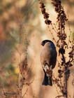 A finch usually located by its sad tones, the bullfinch is best looked for at woodland edges.  It has in the past been considered a pest in orchards as it favours eating buds off the trees.  But due to recent declines in numbers, this is no longer strictly the case.</br>  It's a mainly resident bird in its breeding range, with some of these birds moving a bit further south in the winter.  They are resident in the UK year round.  You will also find this bird in europe and the temperate regions of asia.