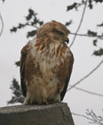 The Common Buzzard is a wide-spread member of the buteo family, ranging across europe and spilling over into Asia as well.  It is mainly an opportunist hunter, going for small mammals and carrion.  What's surprising about this bird is that you can find it perched on the ground in a field, sometimes with many other buzzards, hunting for worms and insects.</br>  This bird can easily be confused with the rough-legged buzzard in Europe.  Here in the UK, the plumage can range widely from almost pure white to almost pure black.  But most of the birds in the UK are a rusty brown with a speckly brown belt across a pale breast.