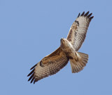 The Common Buzzard is a wide-spread member of the buteo family, ranging across europe and spilling over into Asia as well.  It is mainly an opportunist hunter, going for small mammals and carrion.  What's surprising about this bird is that you can find it perched on the ground in a field, sometimes with many other buzzards, hunting for worms and insects.</br>  This bird can easily be confused with the rough-legged buzzard in Europe.  Here in the UK, the plumage can range widely from almost pure white to almost pure black.  But most of the birds in the UK are a rusty brown with a speckly brown belt across a pale breast.