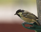 The Coal tit is a non-migratory bird which is part of the tit family.  It's a common, widespread resident and breeder across Europe, Asia and northern Africa.  Coal Tits form winter flocks with other tits, resembling other tits of the family with their acrobatic skills.