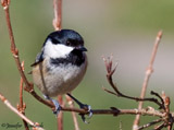The Coal tit is a non-migratory bird which is part of the tit family.  It's a common, widespread resident and breeder across Europe, Asia and northern Africa.  Coal Tits form winter flocks with other tits, resembling other tits of the family with their acrobatic skills.