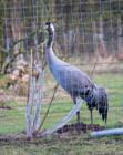 The Common or Eurasian Crane is a medium sized crane that ranges across the northern parts of Europe and Asia.  This bird became extinct in the UK in the 17th century, but now a smallish group are now breeding in the Norfolk broads.  This population is reported to also be on the rise.  The WWT Slimbridge is currently in the works to breed a small group of cranes in captivity with some remarkable success.  Aims are to establish this bird in good numbers here in the UK once again.