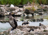The Great Cormorant is a very large black bird.  With a longish tail and yellow throat patch, the adults have white thigh patches in the breeding season.  It can be distinguished from the very similar Shag by its lack of green tinge and lack of crest.  An extremely wide-spread bird, its breeding range extends all over europe and asia, south across africa, to the atlantic coast of North America.