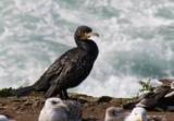 The Great Cormorant is a very large black bird. With a longish tail and yellow throat patch, the adults have white thigh patches in the breeding season. It can be distinguished from the very similar Shag by its lack of green tinge and lack of crest. An extremely wide spread bird, its breeding range extends all over europe and asia, south across africa, to the atlantic coast of North America.