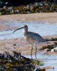 The Eurasian Curlew is the largest of all the waders in its range, at 50-57cm in height with a generous 1 meter wingspan.  What makes this bird especially unique to Britain is that it’s one of the only places in Europe where it does not migrate, staying year round.  In the winter they tend to gather in good-sized groups, though very wary of any disturbances. <br/><br/> The only similar bird in its range is the Whimbrel, which is generally a smaller bird with a shorter, more downturned bill compared to the smooth downward curve of the curlew.<br/><br/> This bird is mainly greyish brown, white on the back, and a very long curved bill.