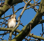 The fieldfare is another well-known winter visitor to the UK.  They typically form large flocks, usually seen in the company of red-wings.  Sexes are similar.