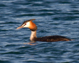 The Great-Crested Grebe is an excellent swimmer and diver, the young able to do so almost immediately after hatching. The adults are unmistakable in summer with bright rusty colors on their head and neck. The hatchlings are striped black and white, much like a zebra. It is the largest grebe in europe.The species was almost hunted to extinction in the 19th century, but thanks to the RSPB, it is now a common sight.