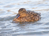 The Gadwall is a widespread dabbling duck, ranging from central North America to the Northern areas of Europe and Asia.  This duck is doing so well, it appears to be spreading its range into eastern North America.  Here in the UK it is a scarce breeding and winter visitor, though this also appears to be on the rise in the recent years.  This is a wetland bird, feeding mainly on plant vegegation, though will eat molluscs and insects in the nesting season.