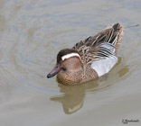 Description to come soon!