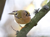 The Goldcrest has the pride of place as Europe's smallest bird, weighing as little as 5 grams.  This member of the kinglet family is very similar to the Firecrest, but with its plainer face makes it pretty easy to distinguish between the two.  </br></br>  This bird is partially migratory, but this bird does stay year-round here in the UK.  You can typically find this bird with flocks of tits in the winter months.