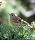 The Goldcrest has the pride of place as Europes smallest bird, weighing as little as 5 grams. This member of the kinglet family is very similar to the Firecrest, but with its plainer face makes it pretty easy to distinguish between the two. </br></br> This bird is partially migratory, but this bird does stay year-round here in the UK. You can typically find this bird with flocks of tits in the winter months.