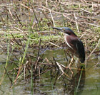 Description to come soon!