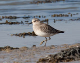 Adults of Gray Plover have black neck and face with a thick white border, black breast and a white rump.  They also have black bill and legs.  In winter they are fairly gray above with a gray-speckled breast and white belly. <br/><br/> This bird is nearly worldwide in its distribution, particularly when not breeding.  However, they only overwinter here in the UK, as their breeding range is in N. Russia, N. North America and arctic islands.  However non-breeding birds will stay in their wintering grounds until their 2nd year. 
