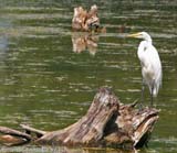 Description to come soon!