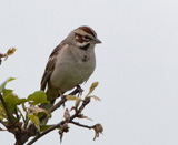 Description to come soon!