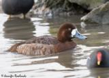 The Lesser Scaup is a diving duck that is mainly found in North America.  This bird does migrate in the winter, going as far south as central america.  The numbers in this bird, which were substantial, are less substantial (but still well numbered) now after a massive decrease in numbers.  None of this is understood, although its thought that perhaps its due to ecology changes in their breeding ranges or the Greater Scaup increasingly becoming competative with the Lesser Scaup for food.  