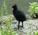 Description to come soon!