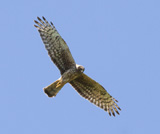 William Obrian NR, USA