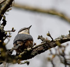 Description to come soon!