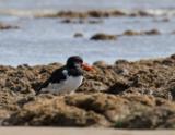 The Eurasian Oystercatcher, otherwise known as a Pied Oystercatcher or just Oystercatcher here in the UK is part of the oystercatcher family. Its the only one to occur here in the UK, although there are 3 subspecies of this oystercatcher in Europe and some of Asia. Its highly migratory but we are lucky enough to have this bird stay here year round. This bird as an adult has black above, white underneath, and a vividly red legs and bill which makes this striking bird really stand out amongst other waders. Despite its name, it does not primarily hunt for oysters, however its one of, if not the only wader to be able to pry open these tough creatures. What makes this bird really unique is that the shape of the bill varies depending on which type of food it specializes in. Birds that focus on molluscs have broad bill tips, where birds that specialize with unearthing worms tend to have pointed bills.