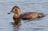 The Common Pochard is an all-year resident here in the UK, known to breed in England, the lowlands of scotland, and now starting to breed in larger numbers in Ireland as well.  This duck is superficially similar to the Redhead and the Canvasback ducks of North America.</br>  This bird gathers in large numbers, frequently gathering with groups of tufted ducks.  What's unique about this bird as it is known to hybridise with the Tufted Duck here in the UK.