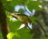 Description to come soon!