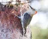 Description to come soon!