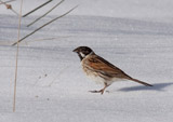 The Reed Bunting is a year-round resident here in the UK, also a breeding bird in europe and much of asia.  It does migrate in the winter, but here in the UK it stays year round.  It's part of the red-list catagory according to the RSPB due to a massive decline in numbers.</br>  This bird is most commonly seen in reedbeds.