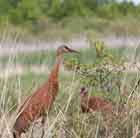 Description to come soon!