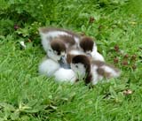 Description to come soon!