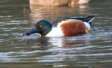 The Northern Shoveler is a common and widespread duck, found across the northern regions of North America, Europe and Asia.  Its an unmistakable duck due to its spatulate bill, unable to be mistaken for any other similar duck in its range.</br></br>In the UK we are home to up to 20% of the entire Northwestern European population.  Its found year round, but found more often in the winter months.  The breeding population moves south in the winter where their numbers here are replaced by an influx of continental birds from the north.  This is not a gregarious duck, only forming small flocks, even outside of the breeding season.