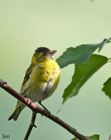The eurasian siskin is a small finch, easily identified by its vividly yellow colors. It has a distinctly forked tail and a long narrow finch bill. </br></br>It is mainly resident from southern England to northern Scotland, but in larger numbers in Scotland and Wales. You can see this bird in much of the UK, but for England, where it becomes more common in winter.  We also get  birds arriving here from Europe. Look for these at the tops of trees in suitable habitat, more readily found in Scotland and Wales, where they are fairly common. </br>