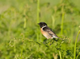Stonechats are european robin sized birds. Males have striking black heads with white around the side of their neck, orange-red breasts and a mottled brown back. Females lack the males black head, but have brown backs and an orange tinge to their chests. Birds are frequently seen flicking their wings while perched, often doing so on the tops of low bushes. As its name suggests, birds utter a sharp loud call that sound like two stones being tapped together. <br/>They breed in western and southern parts of the UK, but disperse more widely in winter. Although the species is not faring too badly in the UK, it is doing less well on the continent and is of European conservation concern, making it an Amber List species. -rspb