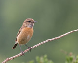 Stonechats are european robin sized birds. Males have striking black heads with white around the side of their neck, orange-red breasts and a mottled brown back. Females lack the males black head, but have brown backs and an orange tinge to their chests. Birds are frequently seen flicking their wings while perched, often doing so on the tops of low bushes. As its name suggests, birds utter a sharp loud call that sound like two stones being tapped together. <br/>They breed in western and southern parts of the UK, but disperse more widely in winter. Although the species is not faring too badly in the UK, it is doing less well on the continent and is of European conservation concern, making it an Amber List species. -rspb