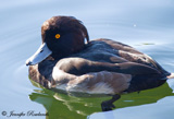 The Tufted duck is a year-round resident here in the UK, and in winter we're also home to many migrants from further north.  This diving duck has an estimated worldwide population of over a million birds, spread throughout much of eurasia.  This bird in the winter months can also be found on the east coast of North America. </br></br>  The only other similar bird is the Ring-necked duck in North America.
