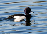 The Tufted duck is a year-round resident here in the UK, and in winter we're also home to many migrants from further north.  This diving duck has an estimated worldwide population of over a million birds, spread throughout much of eurasia.  This bird in the winter months can also be found on the east coast of North America. </br></br>  The only other similar bird is the Ring-necked duck in North America.